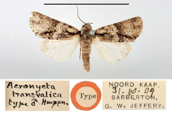 /filer/webapps/moths/media/images/T/transvalica_Acronicta_HT_BMNH.jpg
