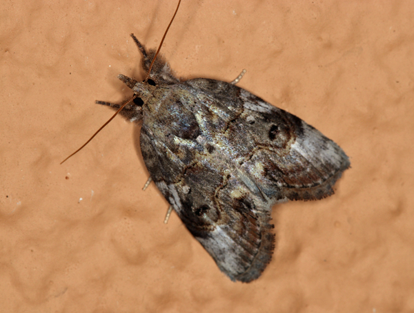 /filer/webapps/moths/media/images/T/transvalica_Selepa_A_Roland_01.jpg