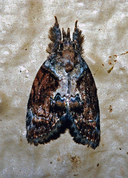 /filer/webapps/moths/media/images/T/transvalica_Selepa_A_Roland_02_2.jpg