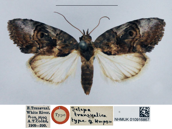 /filer/webapps/moths/media/images/T/transvalica_Selepa_STF_NHMUK.jpg