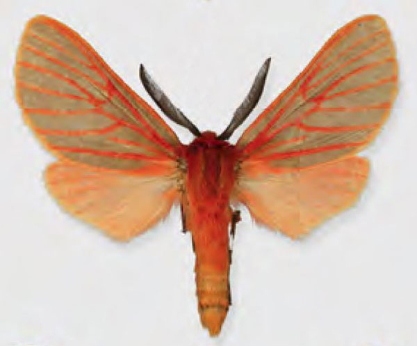/filer/webapps/moths/media/images/T/transvallesiana_Metarctia_HT_ZSMa.jpg