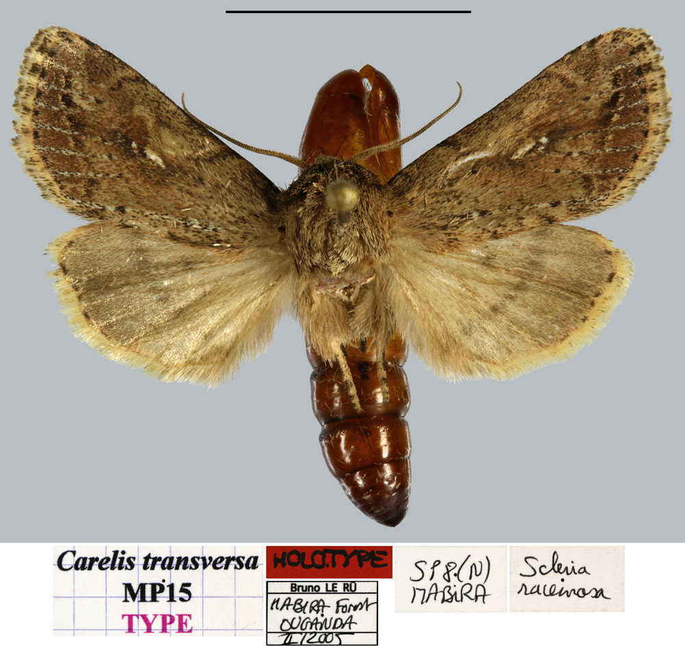 /filer/webapps/moths/media/images/T/transversa_Carelis_HT_MNHNa.jpg