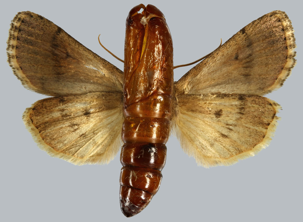 /filer/webapps/moths/media/images/T/transversa_Carelis_HT_MNHNb.jpg