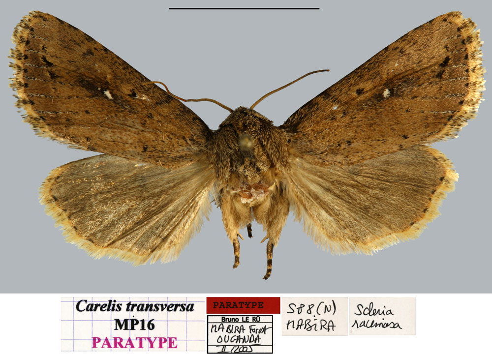 /filer/webapps/moths/media/images/T/transversa_Carelis_PTF_MNHN.jpg