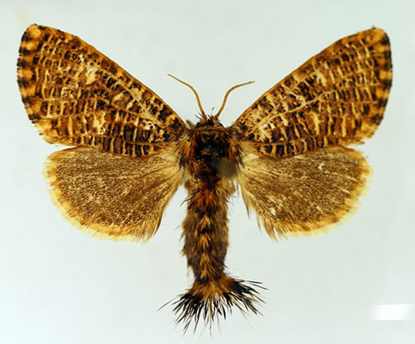/filer/webapps/moths/media/images/T/transversa_Salagena_AF_TMSA_01.jpg