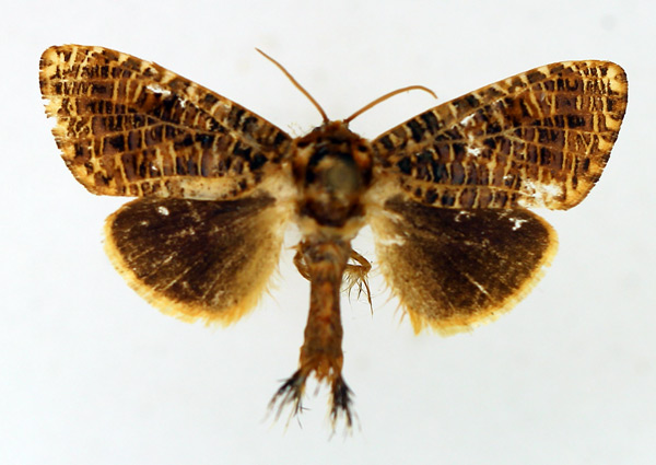 /filer/webapps/moths/media/images/T/transversa_Salagena_AF_TMSA_02.jpg