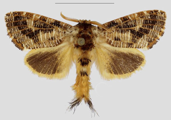 /filer/webapps/moths/media/images/T/transversa_Salagena_AM_NHMUK.jpg