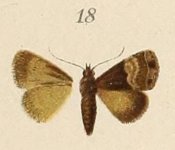 /filer/webapps/moths/media/images/T/transversa_Tarache_HT_Voeltzkow_6-18.jpg