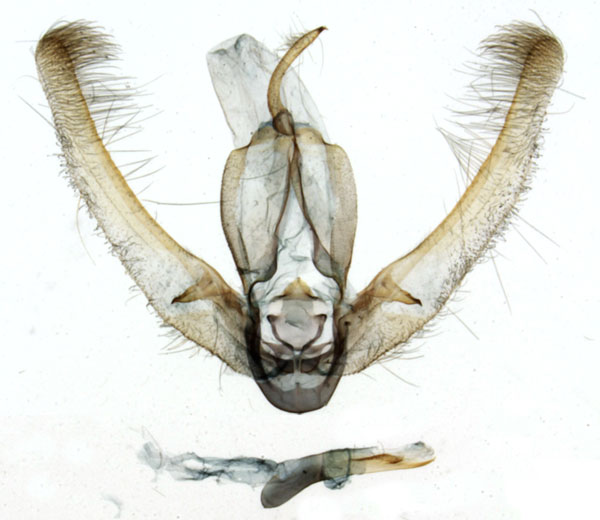 /filer/webapps/moths/media/images/T/transversa_Taraconica_GM_MNHN_8240.jpg