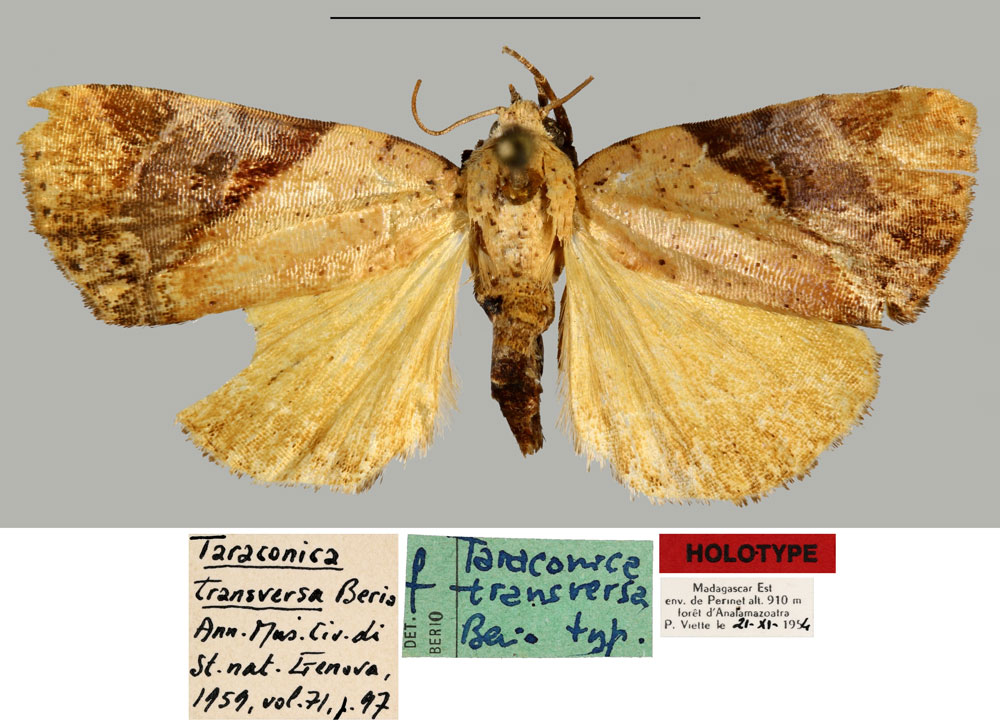 /filer/webapps/moths/media/images/T/transversa_Taraconica_HT_MNHN.jpg