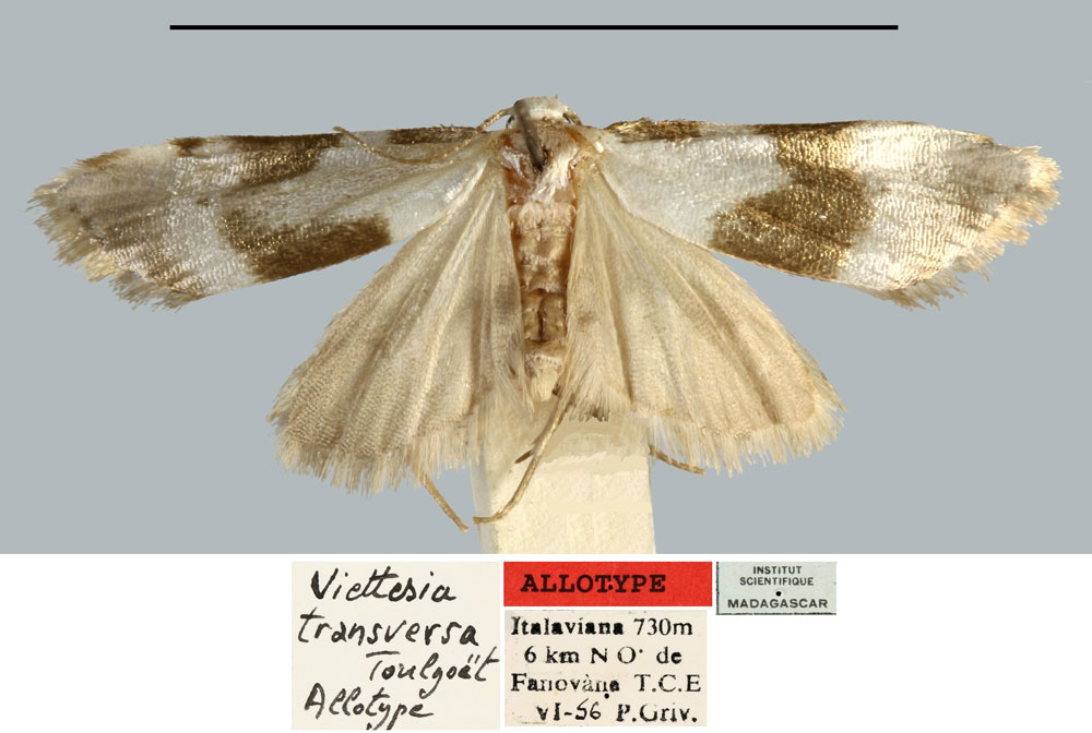 /filer/webapps/moths/media/images/T/transversa_Viettesia_AT_MNHN.jpg