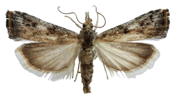 /filer/webapps/moths/media/images/T/transversalis_Hyperlais_AM_BMNH.jpg