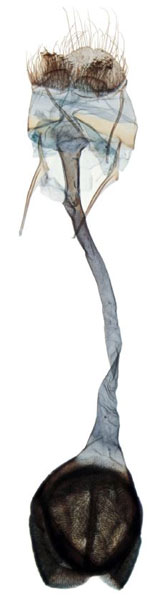/filer/webapps/moths/media/images/T/transversalis_Hyperlais_GF_BMNH.jpg