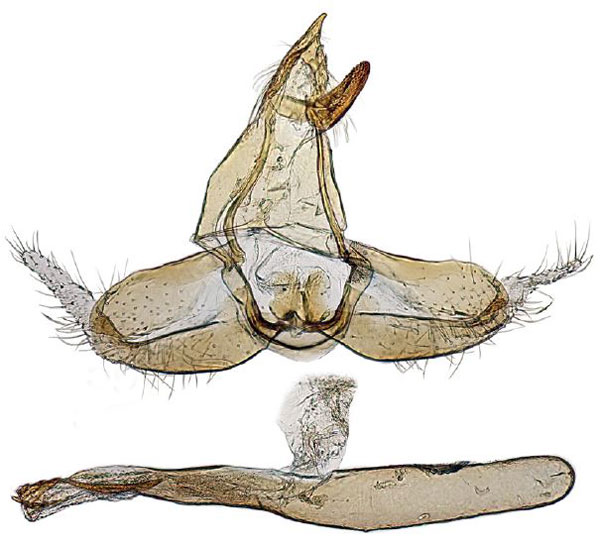 /filer/webapps/moths/media/images/T/transversalis_Hyperlais_GM_BMNH.jpg