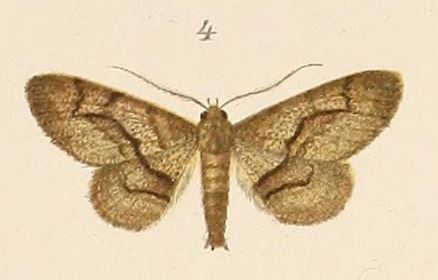 /filer/webapps/moths/media/images/T/transversaria_Boarmia_HT_Voeltzkow_6-04.jpg