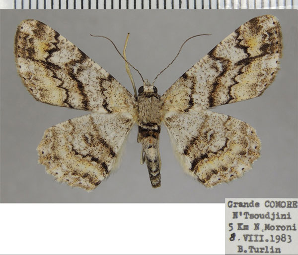 /filer/webapps/moths/media/images/T/transversaria_Cleora_AF_ZSM_01.jpg