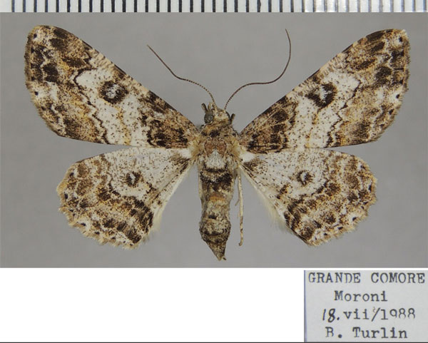 /filer/webapps/moths/media/images/T/transversaria_Cleora_AF_ZSM_02.jpg