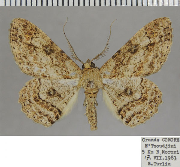 /filer/webapps/moths/media/images/T/transversaria_Cleora_AM_ZSM_01.jpg