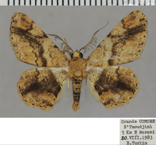 /filer/webapps/moths/media/images/T/transversaria_Cleora_AM_ZSM_02.jpg