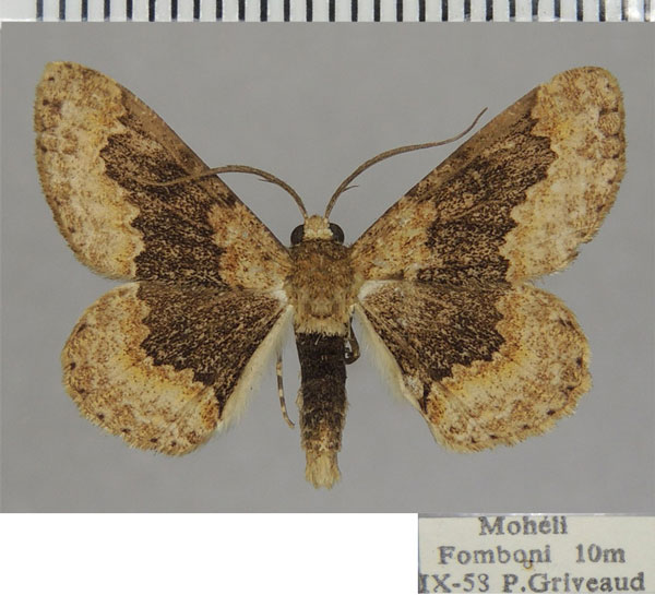/filer/webapps/moths/media/images/T/transversaria_Cleora_AM_ZSM_03.jpg