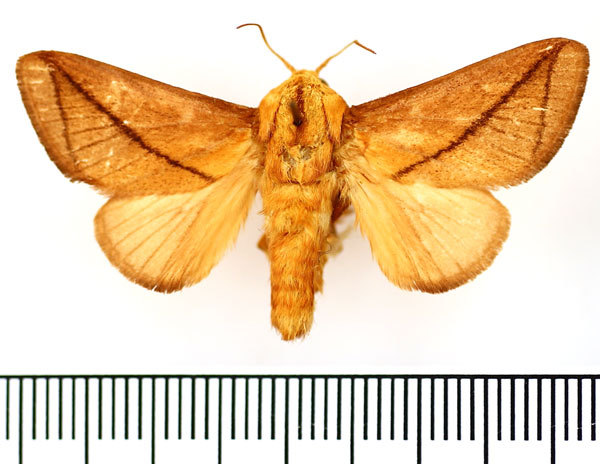 /filer/webapps/moths/media/images/T/transversata_Baria_AM_BMNH_01.jpg