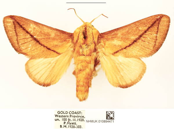 /filer/webapps/moths/media/images/T/transversata_Barilla_AM_BMNH_01.jpg