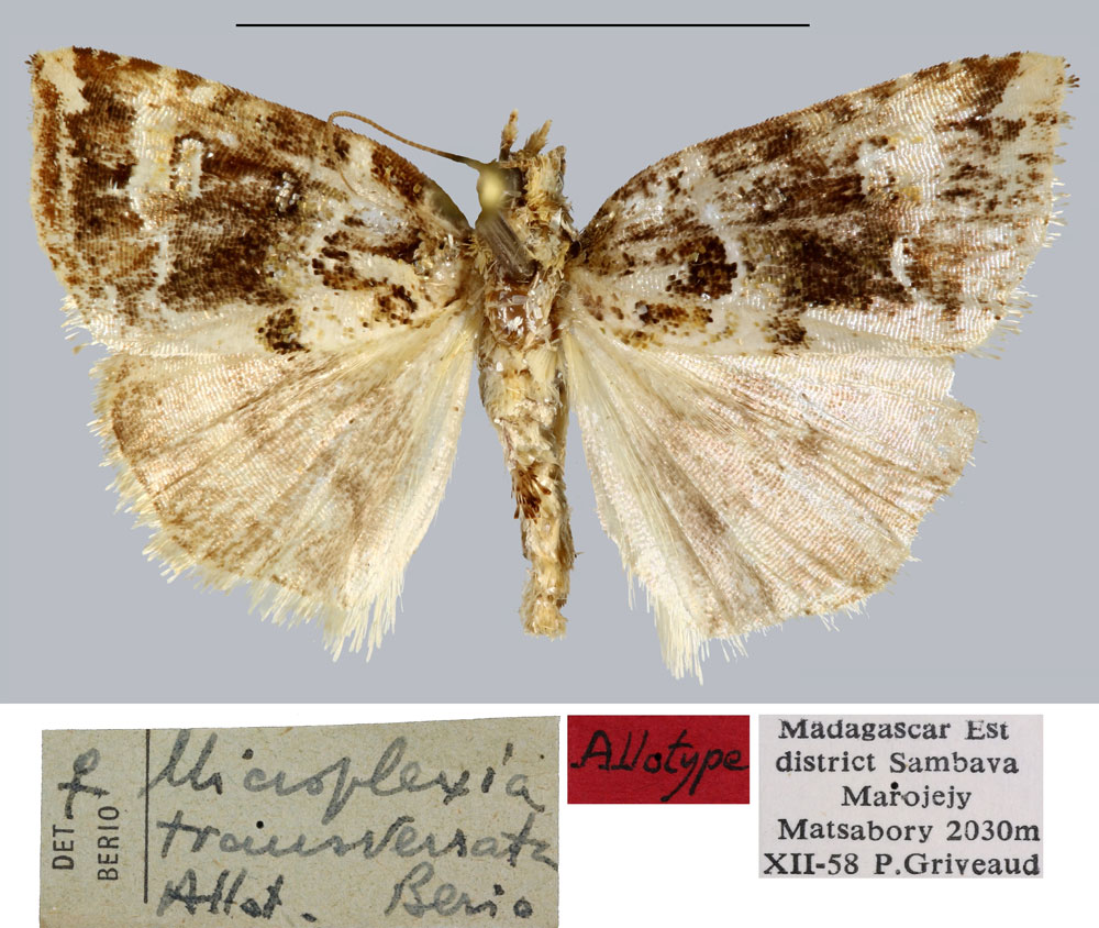 /filer/webapps/moths/media/images/T/transversata_Microplexia_AT_MNHN.jpg