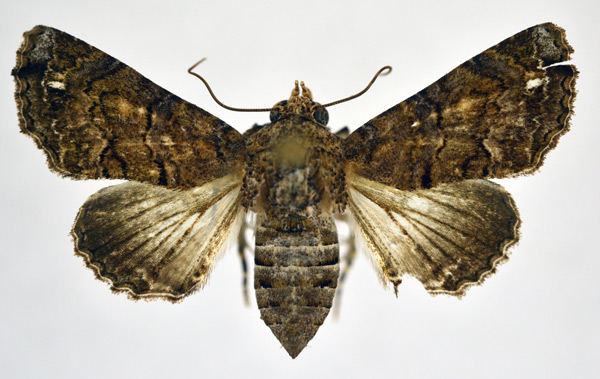 /filer/webapps/moths/media/images/T/transversata_Pataeta_AF_NHMO.jpg