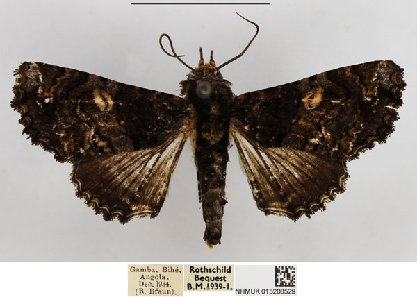/filer/webapps/moths/media/images/T/transversata_Pataeta_AF_NHMUK.jpg