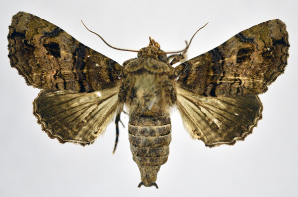 /filer/webapps/moths/media/images/T/transversata_Pataeta_AM_NHMO.jpg