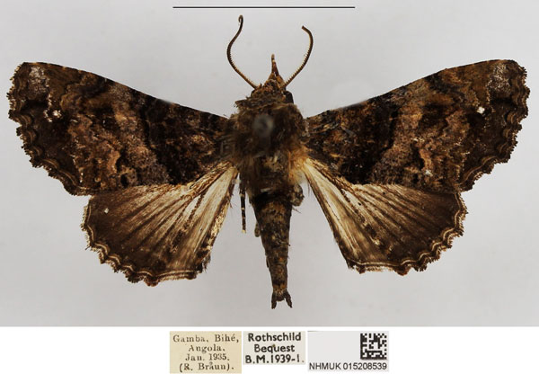 /filer/webapps/moths/media/images/T/transversata_Pataeta_AM_NHMUK.jpg