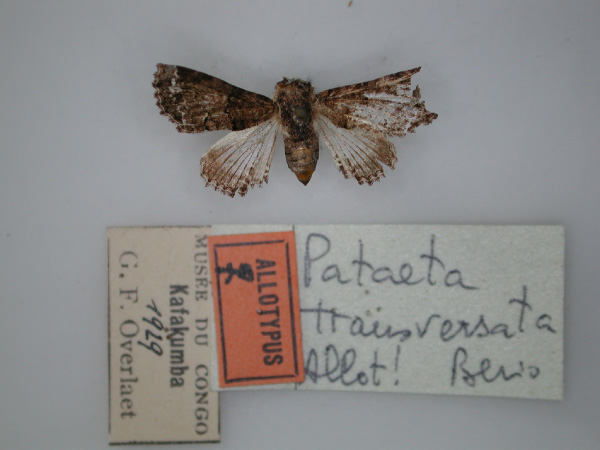 /filer/webapps/moths/media/images/T/transversata_Pataeta_AT_RMCA_01.jpg