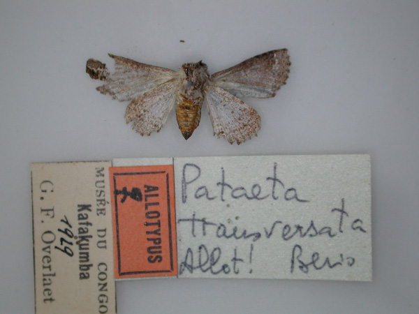 /filer/webapps/moths/media/images/T/transversata_Pataeta_AT_RMCA_02.jpg