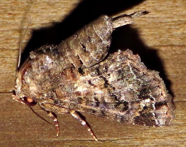 /filer/webapps/moths/media/images/T/transversata_Pataeta_A_Braun_10.jpg