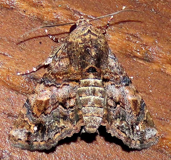 /filer/webapps/moths/media/images/T/transversata_Pataeta_A_Braun_11.jpg