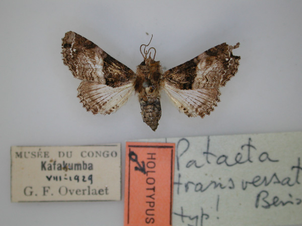 /filer/webapps/moths/media/images/T/transversata_Pataeta_HT_RMCA_01.jpg