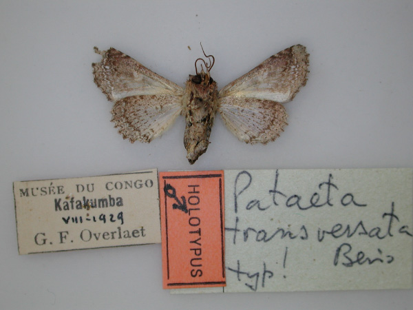 /filer/webapps/moths/media/images/T/transversata_Pataeta_HT_RMCA_02.jpg