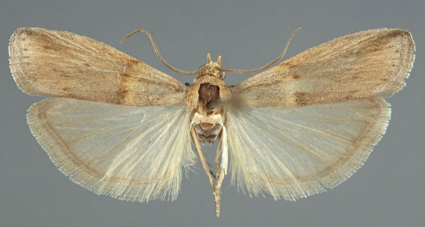 /filer/webapps/moths/media/images/T/transversella_Oxybia_AM_LNK.jpg