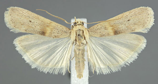 /filer/webapps/moths/media/images/T/transversella_Oxybia_AM_SMNS.jpg