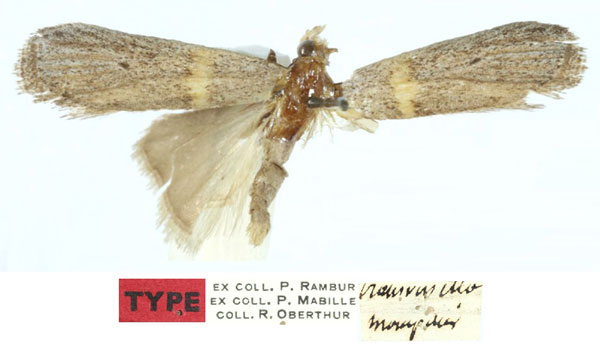 /filer/webapps/moths/media/images/T/transversella_Phycis_LT_MNHN.jpg