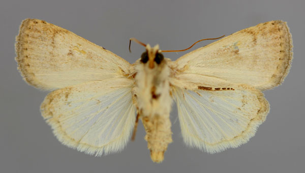 /filer/webapps/moths/media/images/T/transversistriata_Athetis_A_RMCA_02.jpg