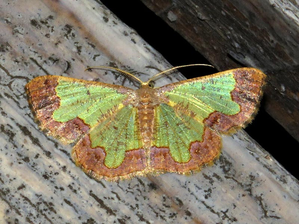 /filer/webapps/moths/media/images/T/transvisaria_Zamarada_A_Braun.jpg