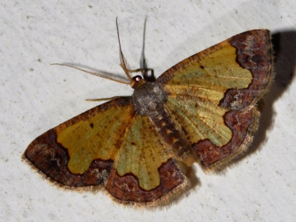 /filer/webapps/moths/media/images/T/transvisaria_Zamarada_A_Grobler.jpg