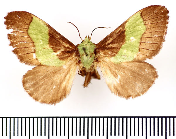 /filer/webapps/moths/media/images/T/trapezoidea_Parasa_AF_BMNH.jpg
