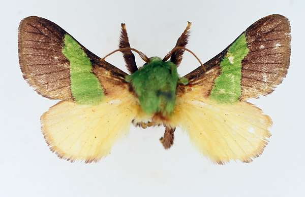 /filer/webapps/moths/media/images/T/trapezoidea_Parasa_AM_TMSA.jpg