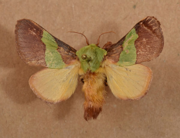 /filer/webapps/moths/media/images/T/trapezoidea_Parasa_A_Butler.jpg