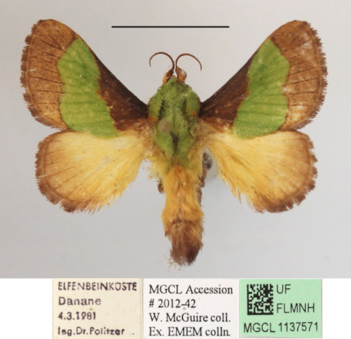 /filer/webapps/moths/media/images/T/trapezoidea_Parasa_A_MGCLa_01.JPG