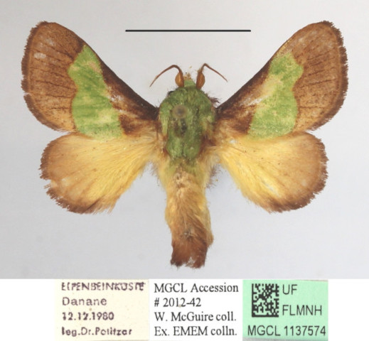 /filer/webapps/moths/media/images/T/trapezoidea_Parasa_A_MGCLa_02.JPG