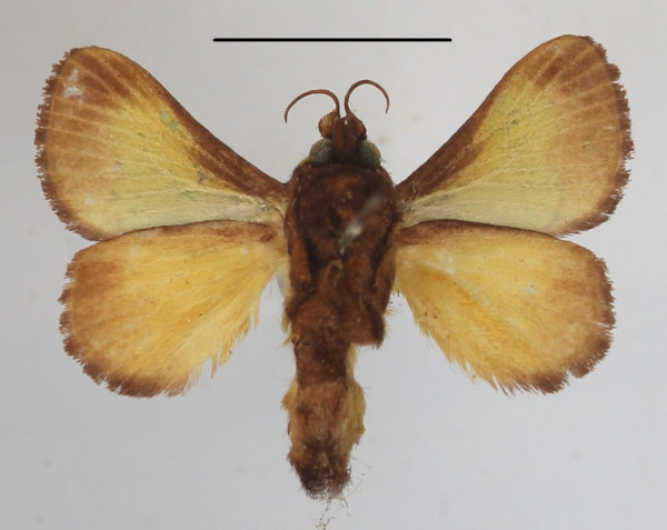 /filer/webapps/moths/media/images/T/trapezoidea_Parasa_A_MGCLb_01.JPG