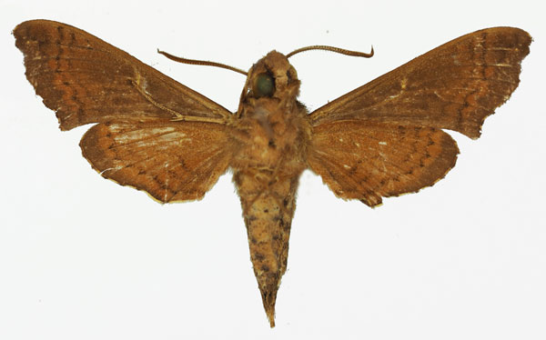 /filer/webapps/moths/media/images/T/trapezoidea_Temnora_AM_Basquin_01b.jpg